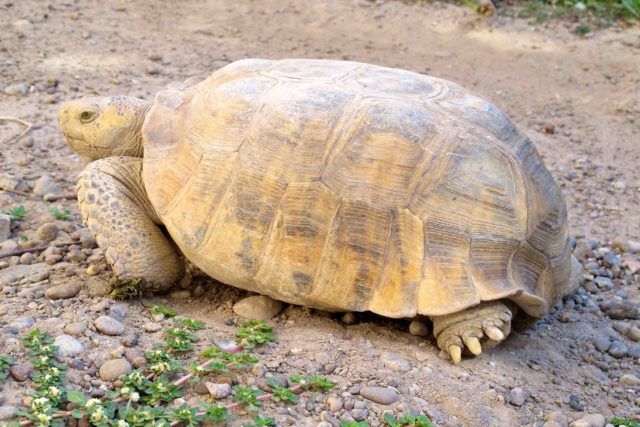 Bolson tortoises are now critically endangered, the IUCN warns (Eric V. Goode/IUCN/PA)