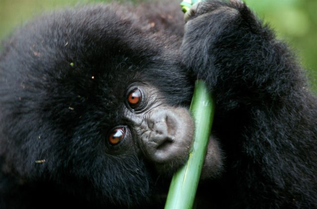 Mountain gorillas have been helped by conservation efforts, which must be 'enhanced not weakened', conservationists urge (Juan Pablo Moreiras/FFI/PA)