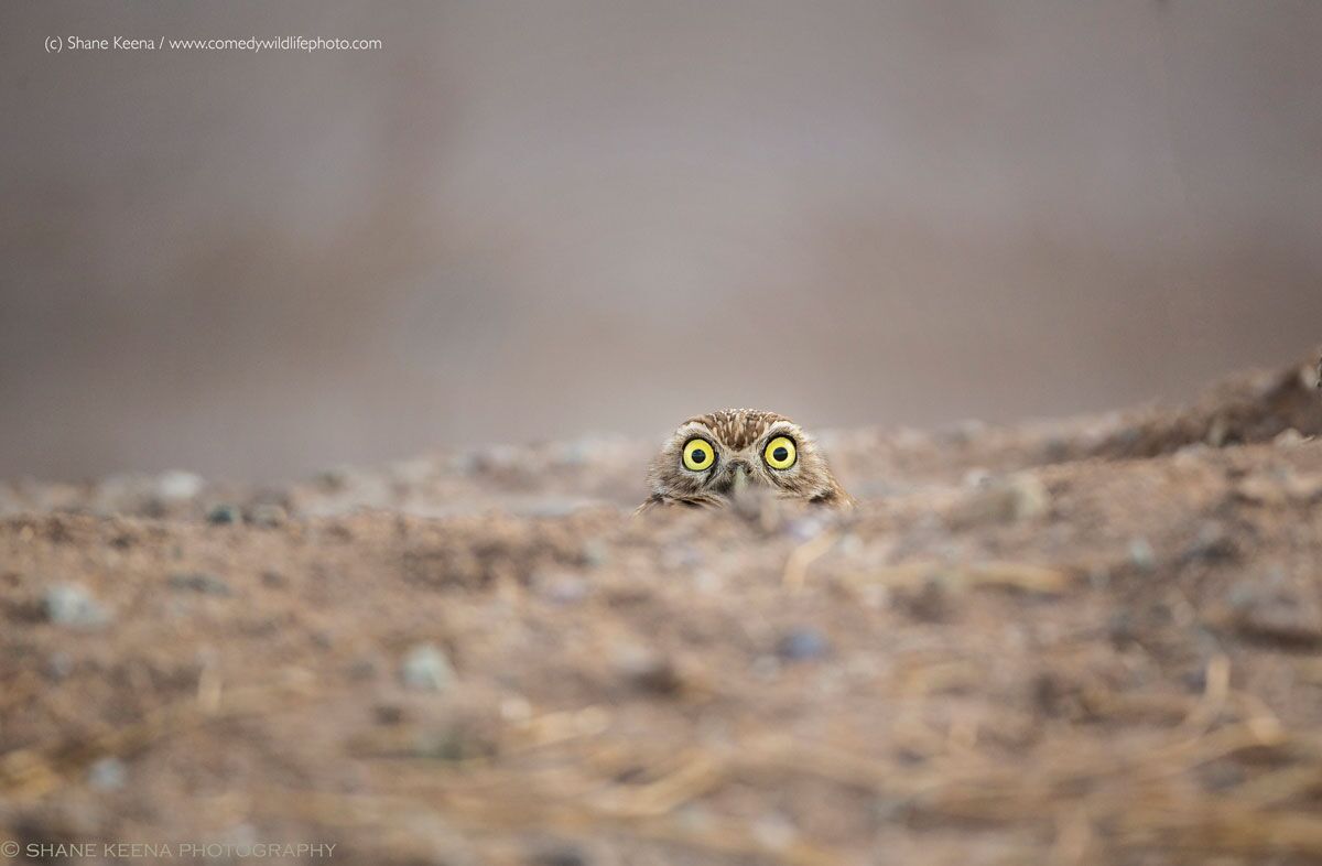 An owl peeking over a hill