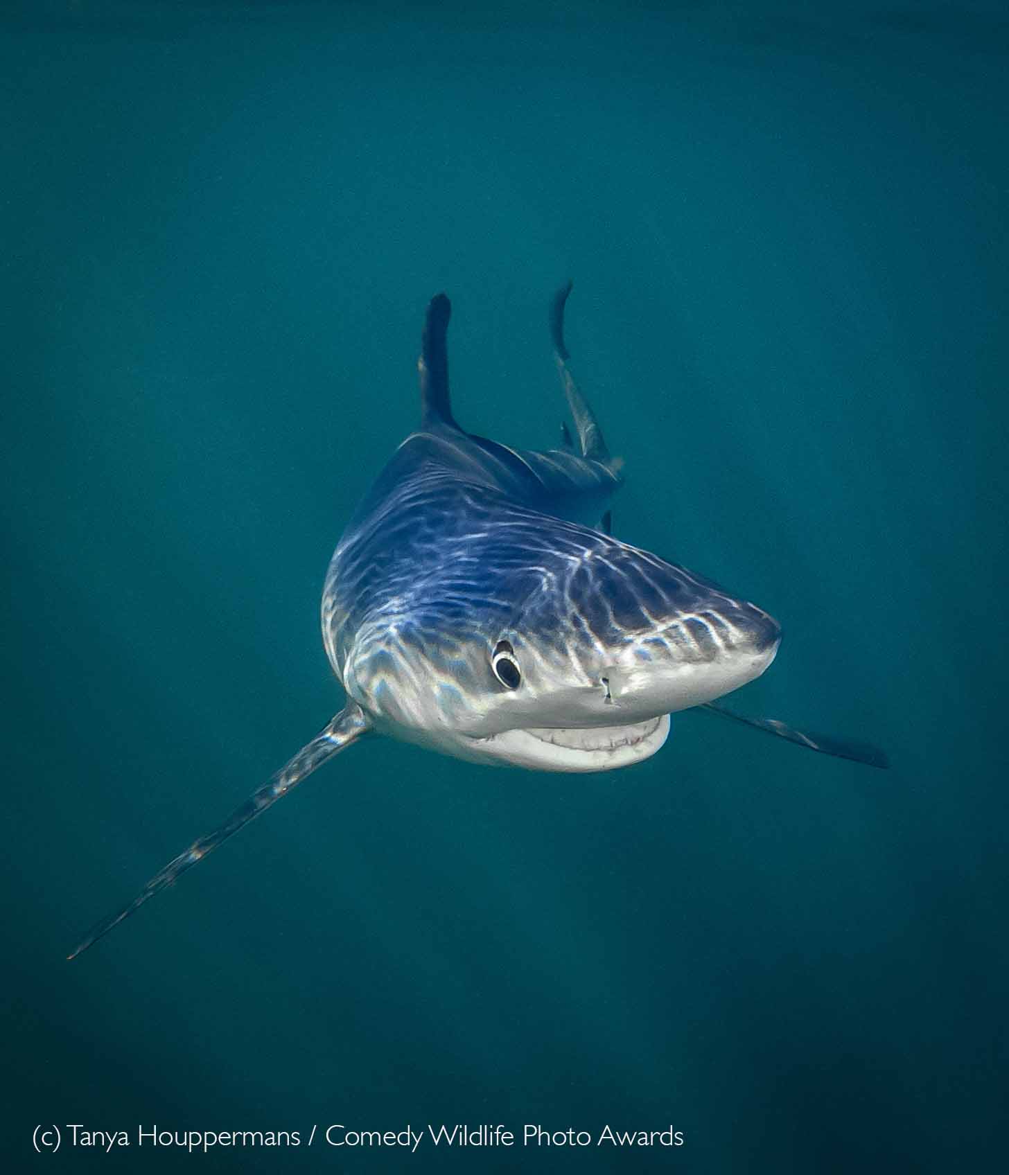 A grinning blue shark