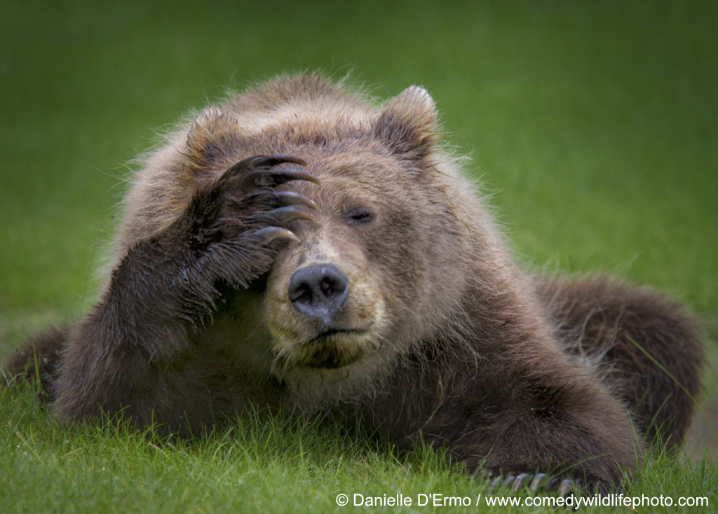 A bear doing a facepalm 