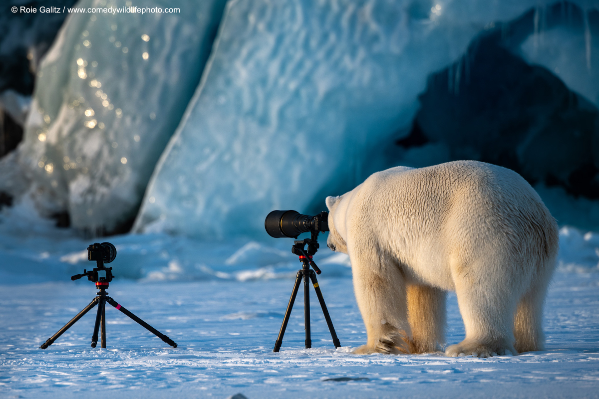 A polar bear inspecting a camera