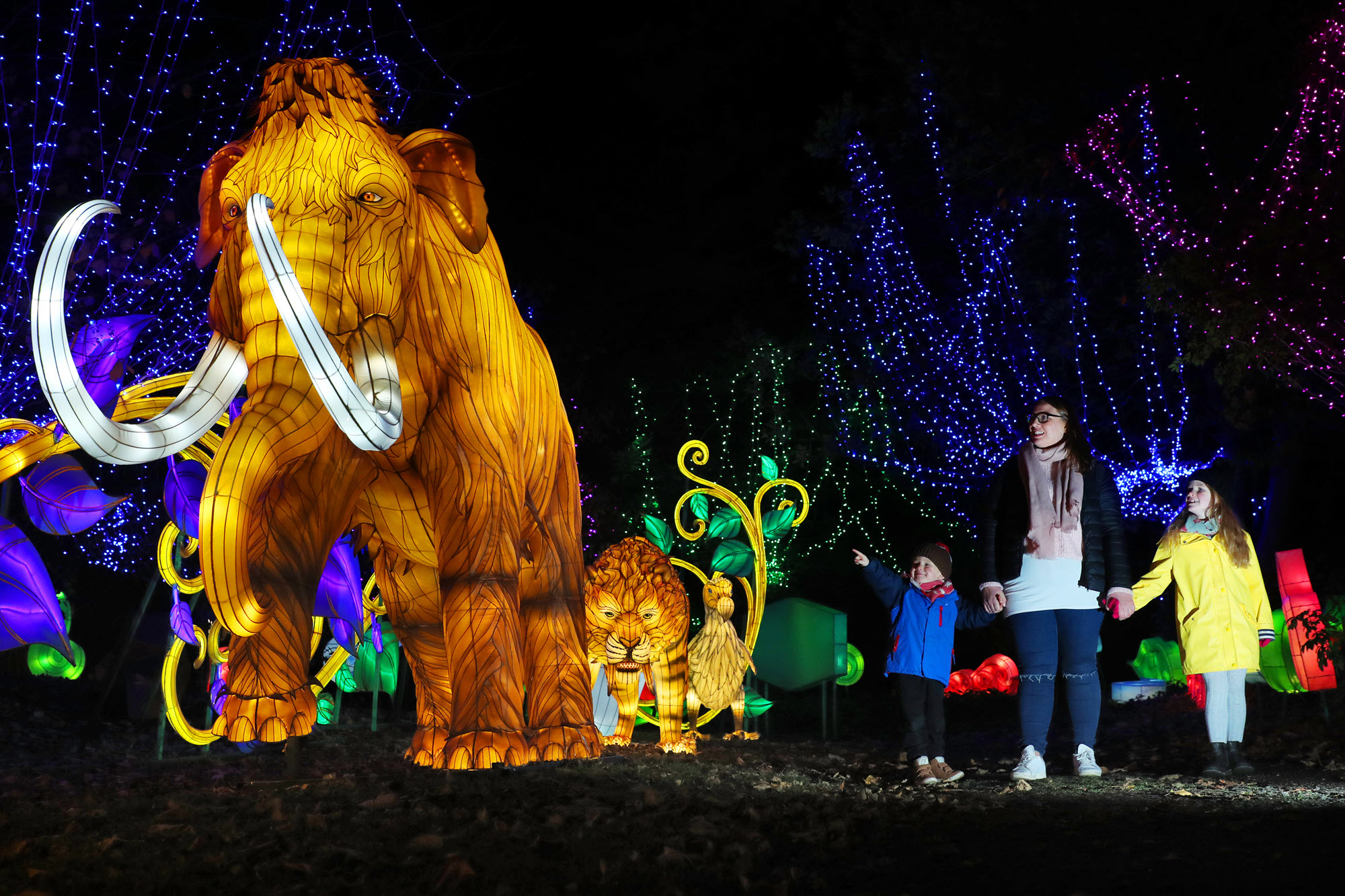 Hundreds of Chinese lanterns light up Edinburgh Zoo Jersey Evening Post