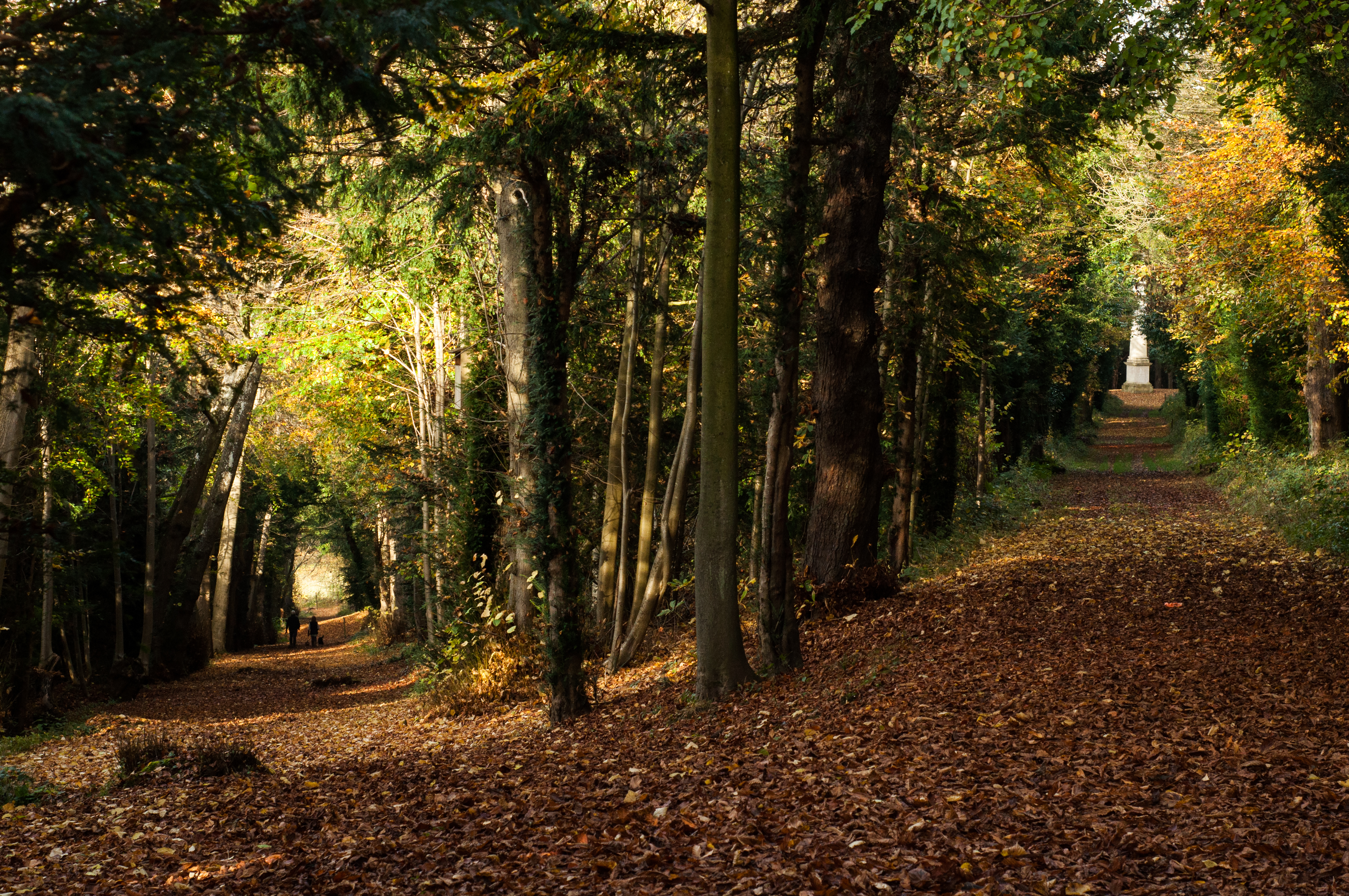 Autumn colours on show in Tring Park in Hertfordshire