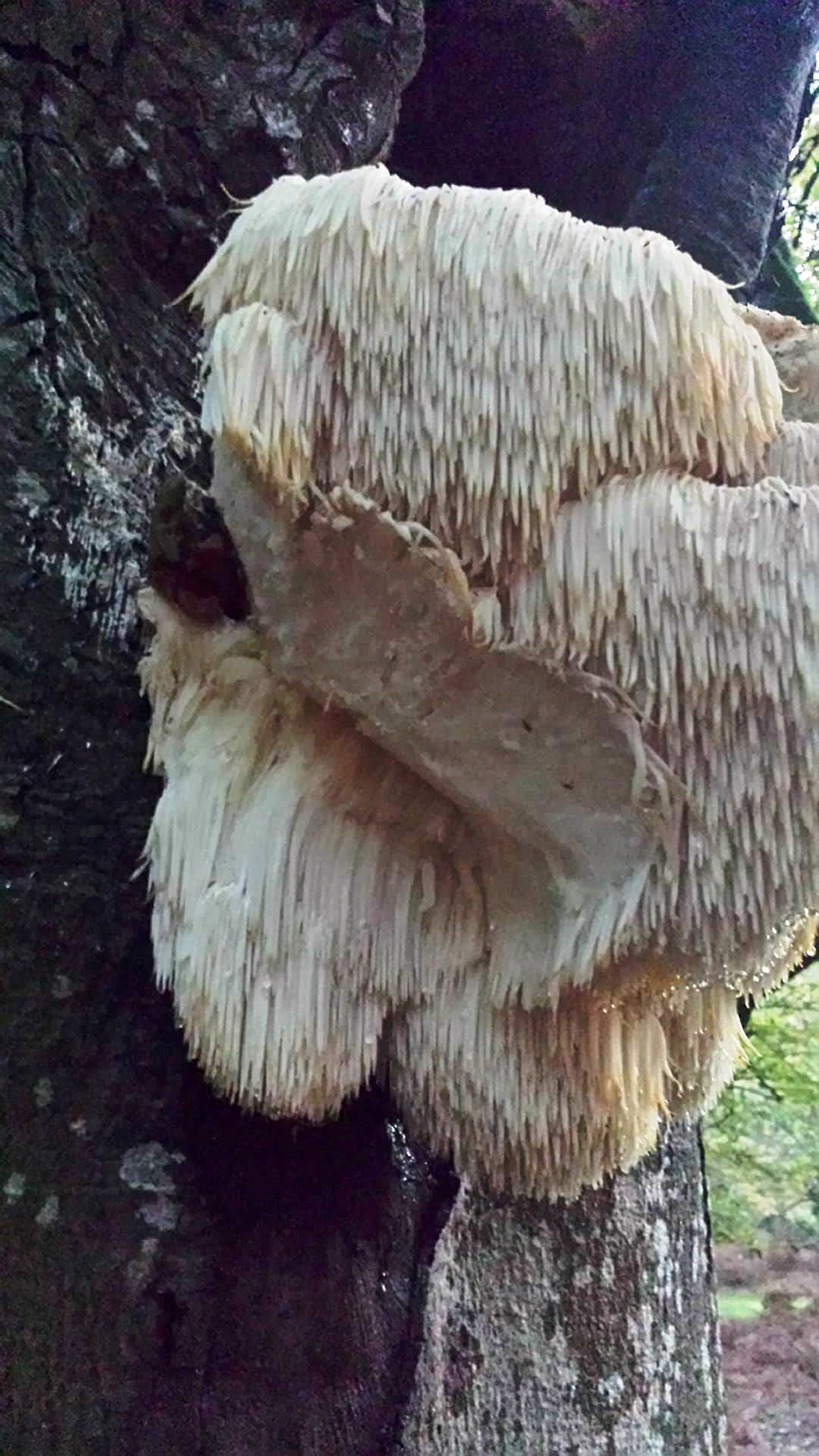 Rare fungus on tree