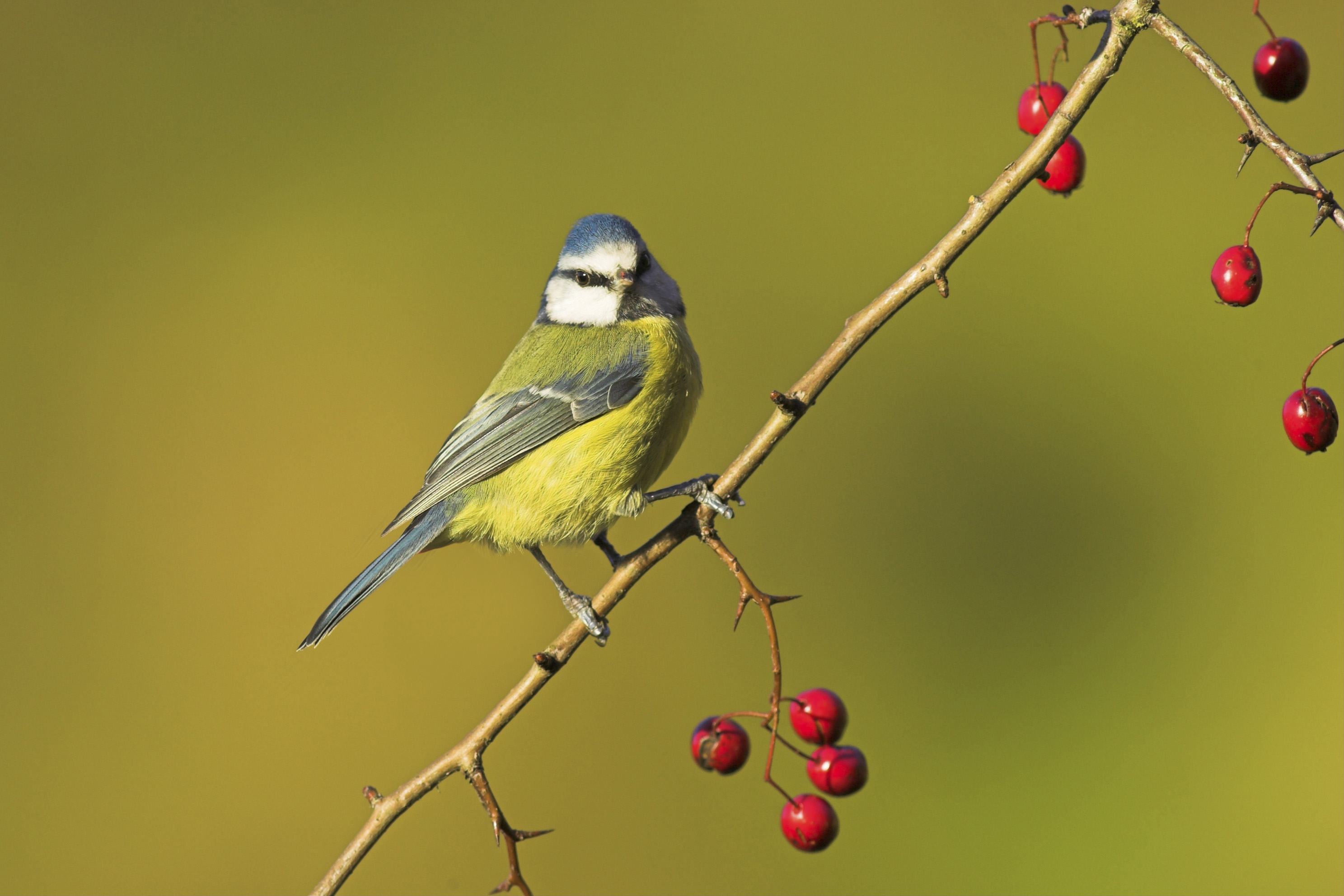 Blue tits like berries (rspb-images.com/PA)