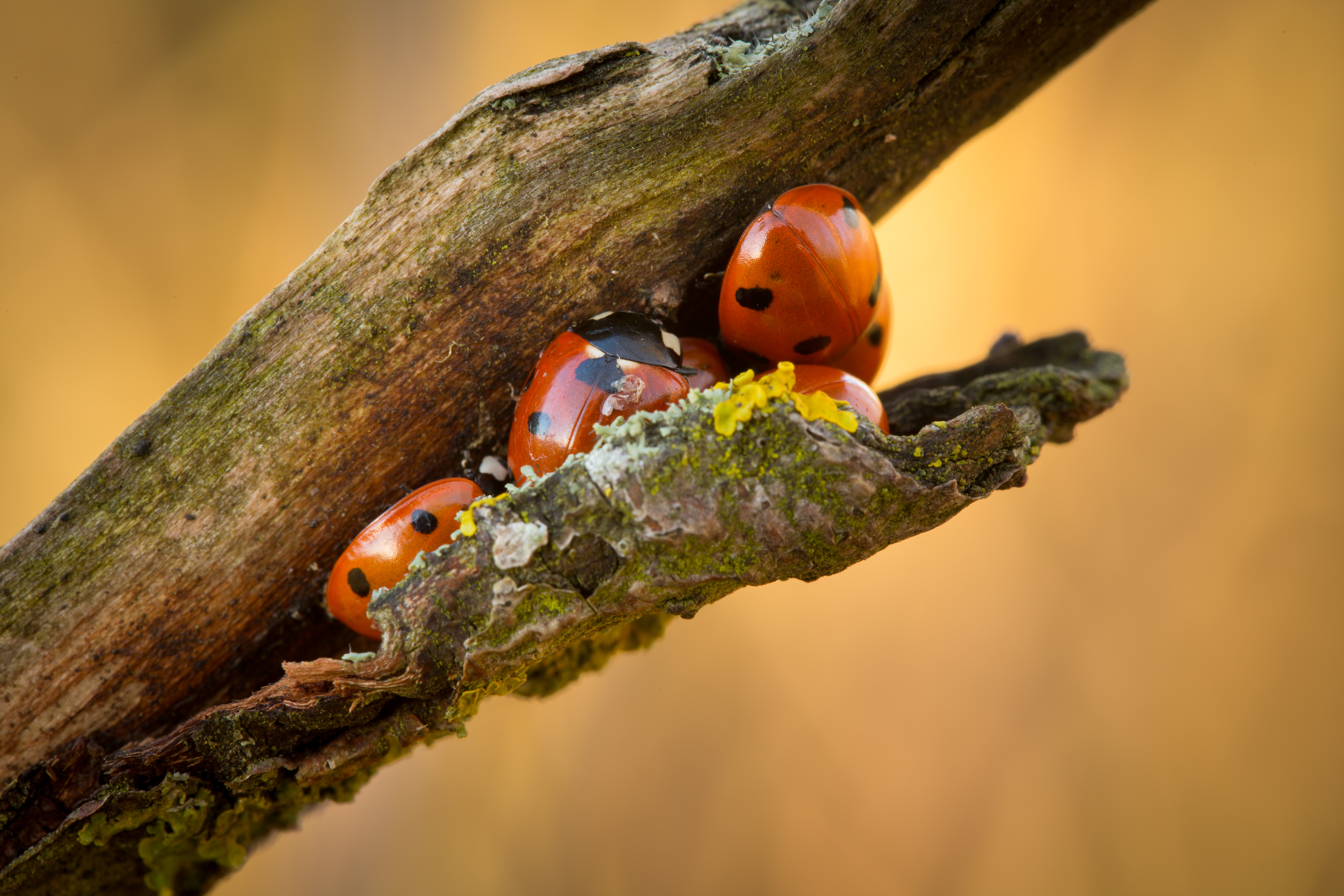 Ladybirds huddle under peeling bark (Thinkstock/PA)