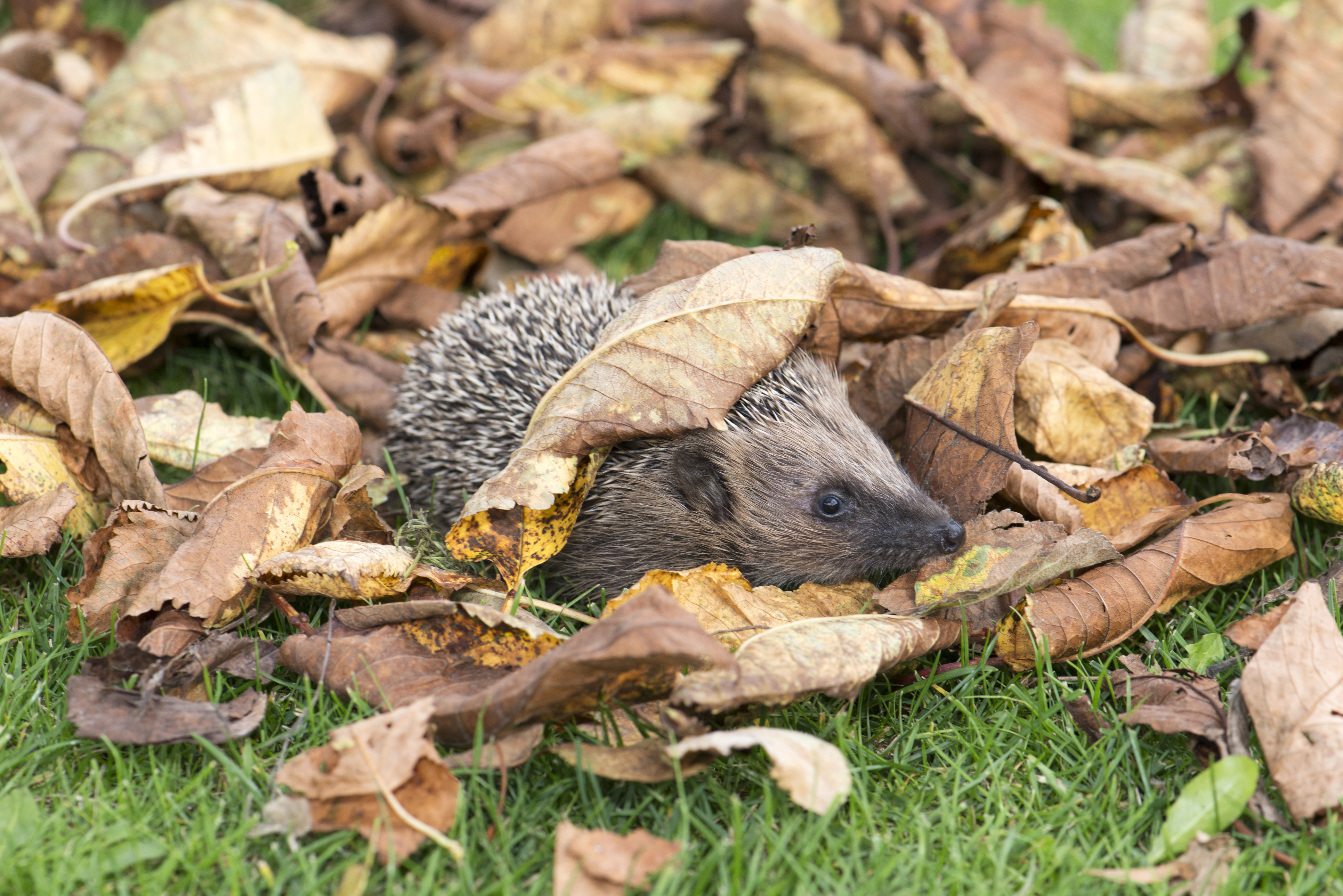 A hedgehog takes refuge under leaves (Thinkstock/PA)