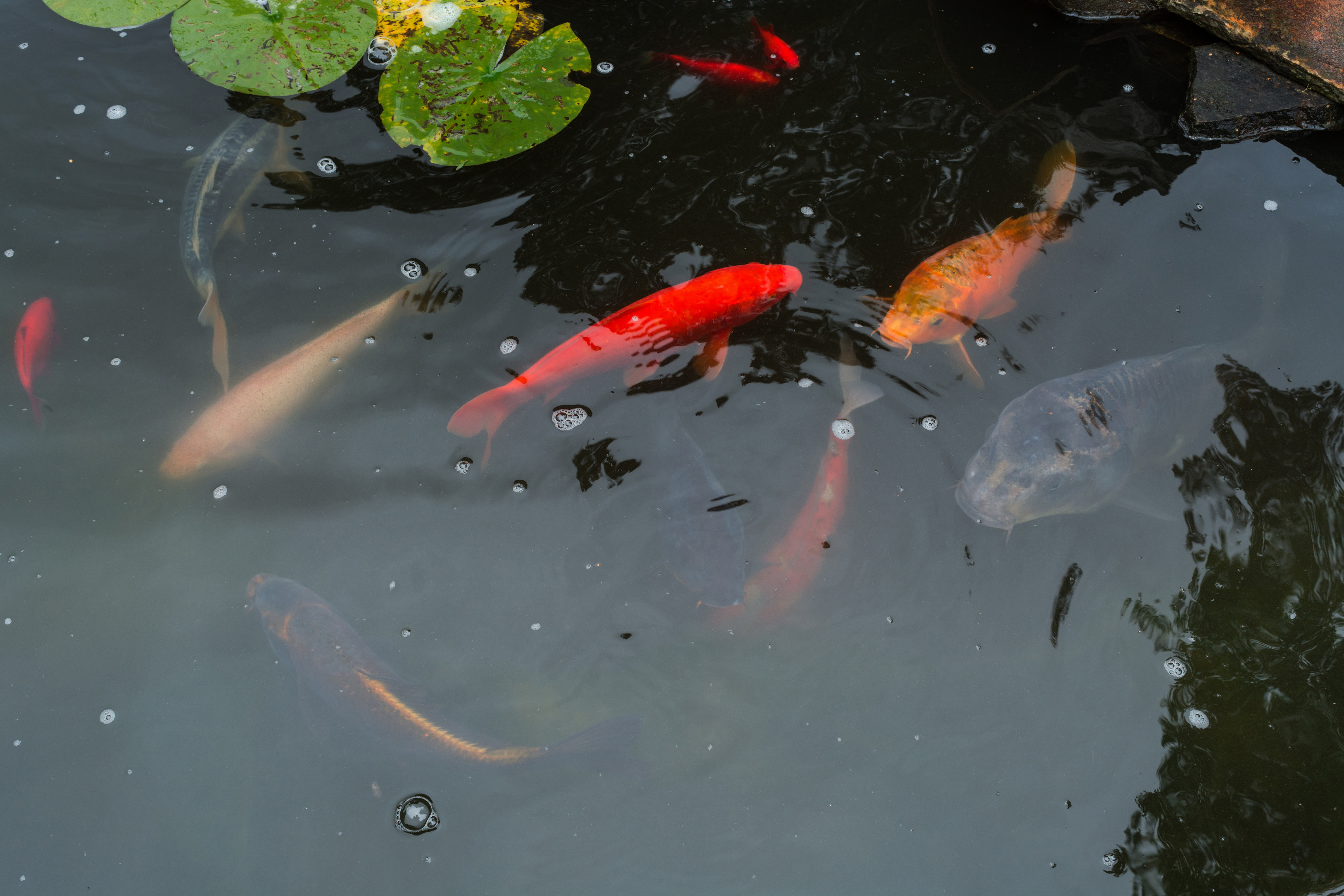 Don't let your pond freeze (Thinkstock/PA)