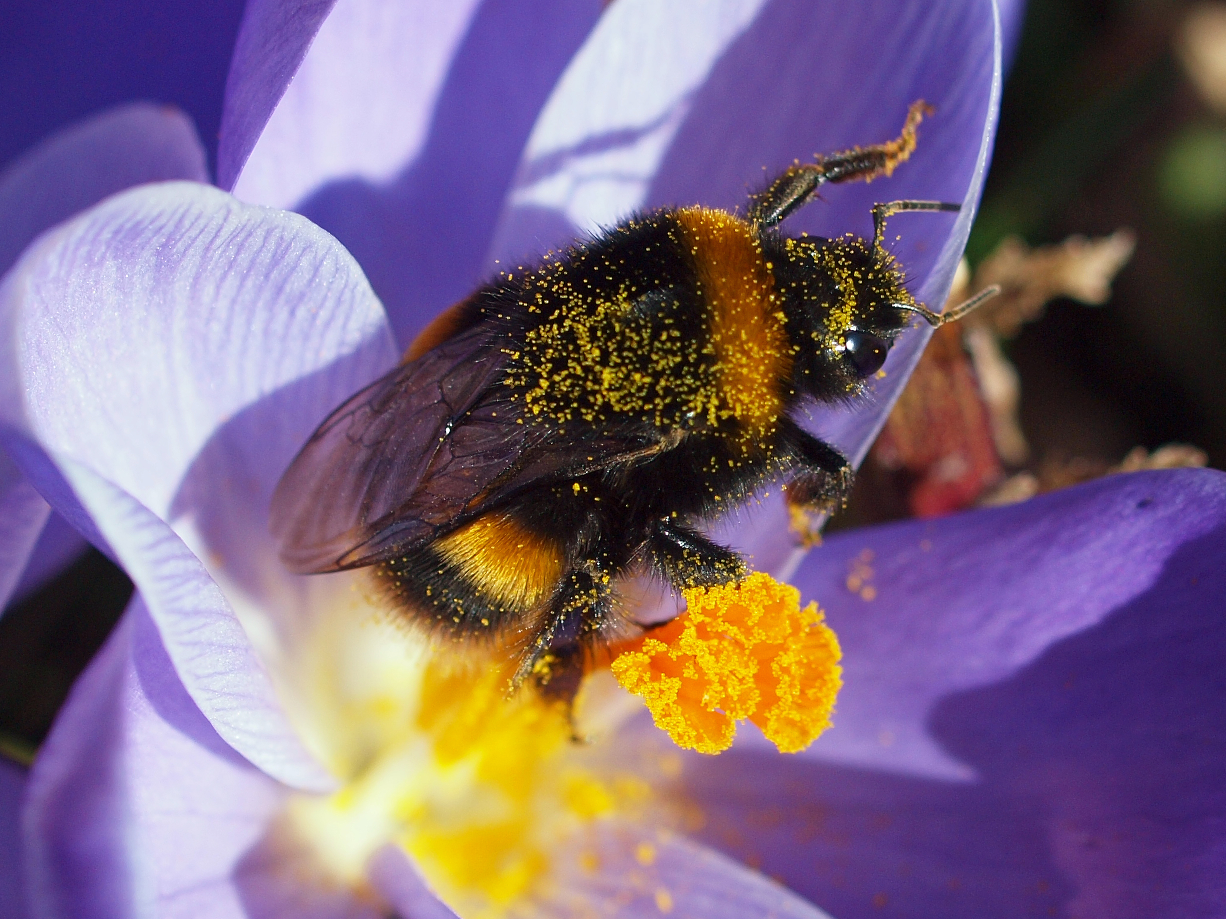 Buff-tailed bumblebee (Les Moore/Bumblebee Conservation Trust/PA)