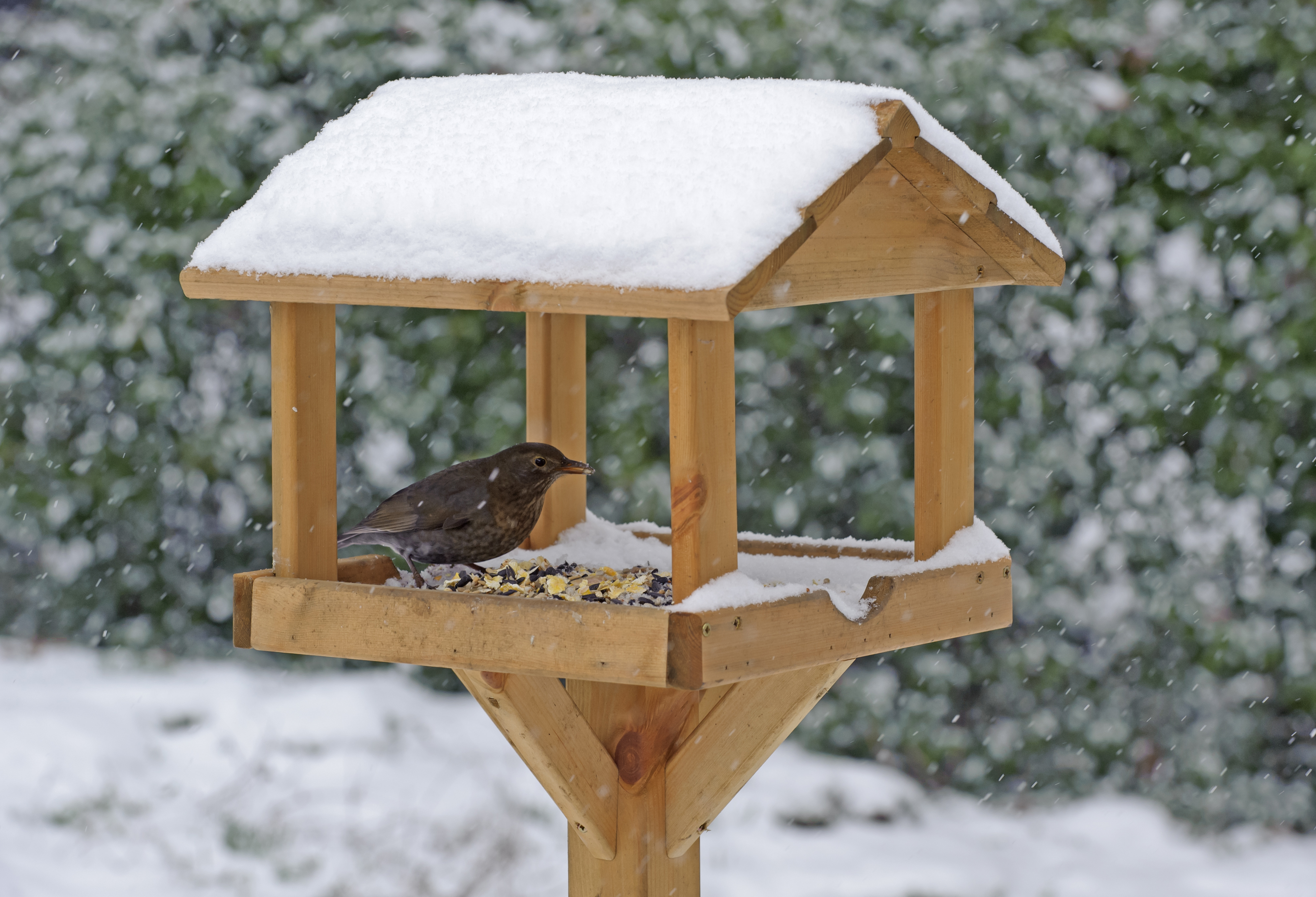 A blackbird feeds in the depths of winter (rspb-images.com/PA)