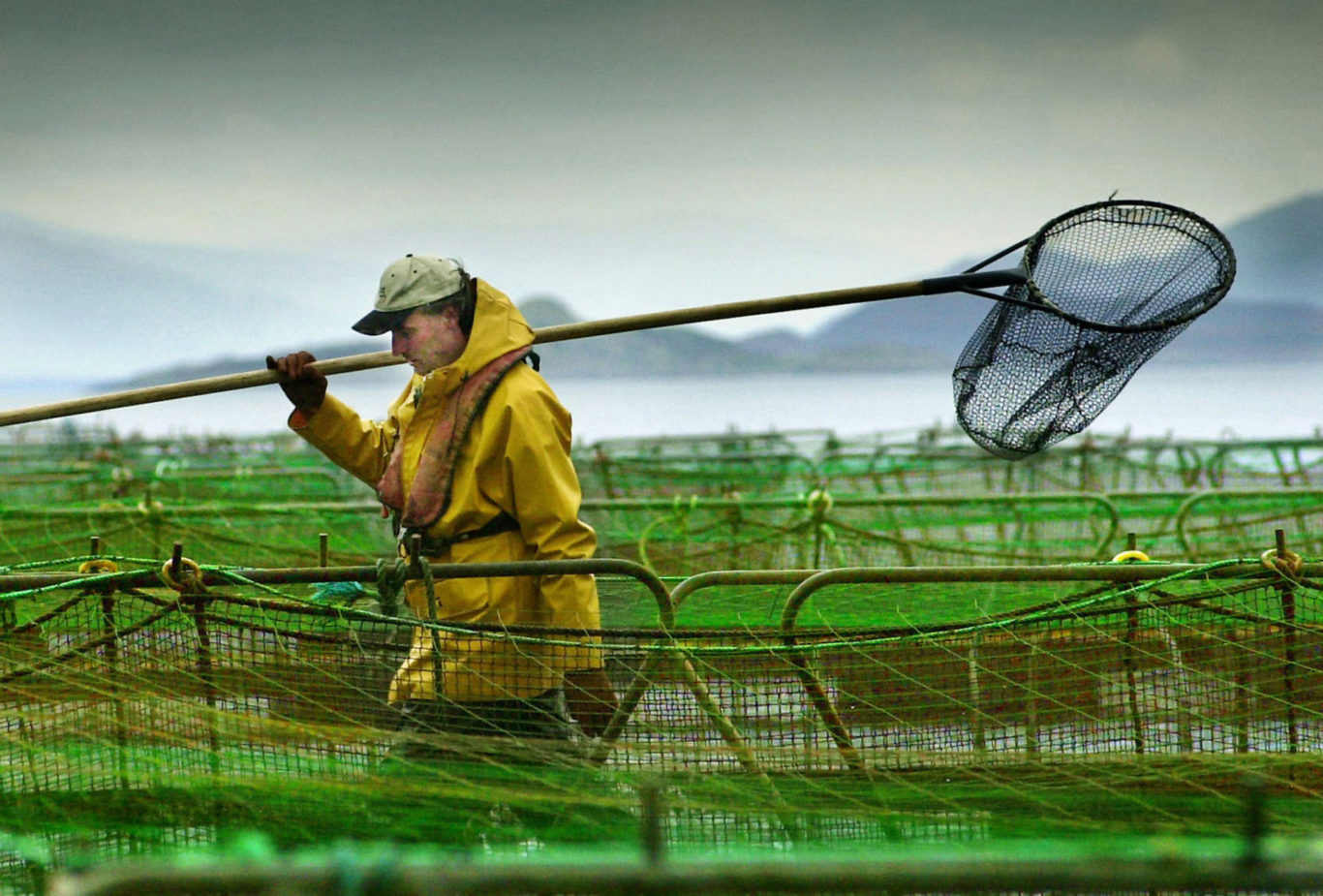 Рыбная ферма Азербайджана. Fish Farm workers. Farmed somn MD.