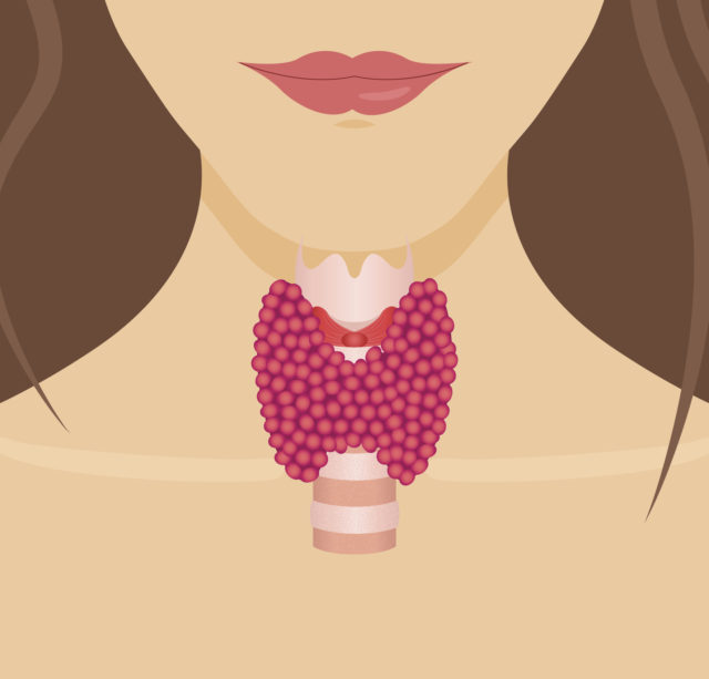Thyroid gland vector illustration. Thyroid gland and trachea shwn on a woman silhouette. Thyroid diagram sign. Thyroid anatomy. Thyroid icon. Medical concept. Anatomy of people.