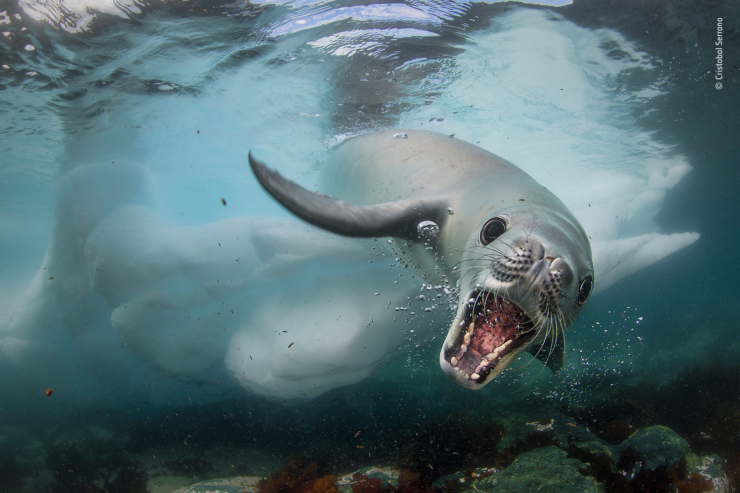 A seal lunges towards the camera