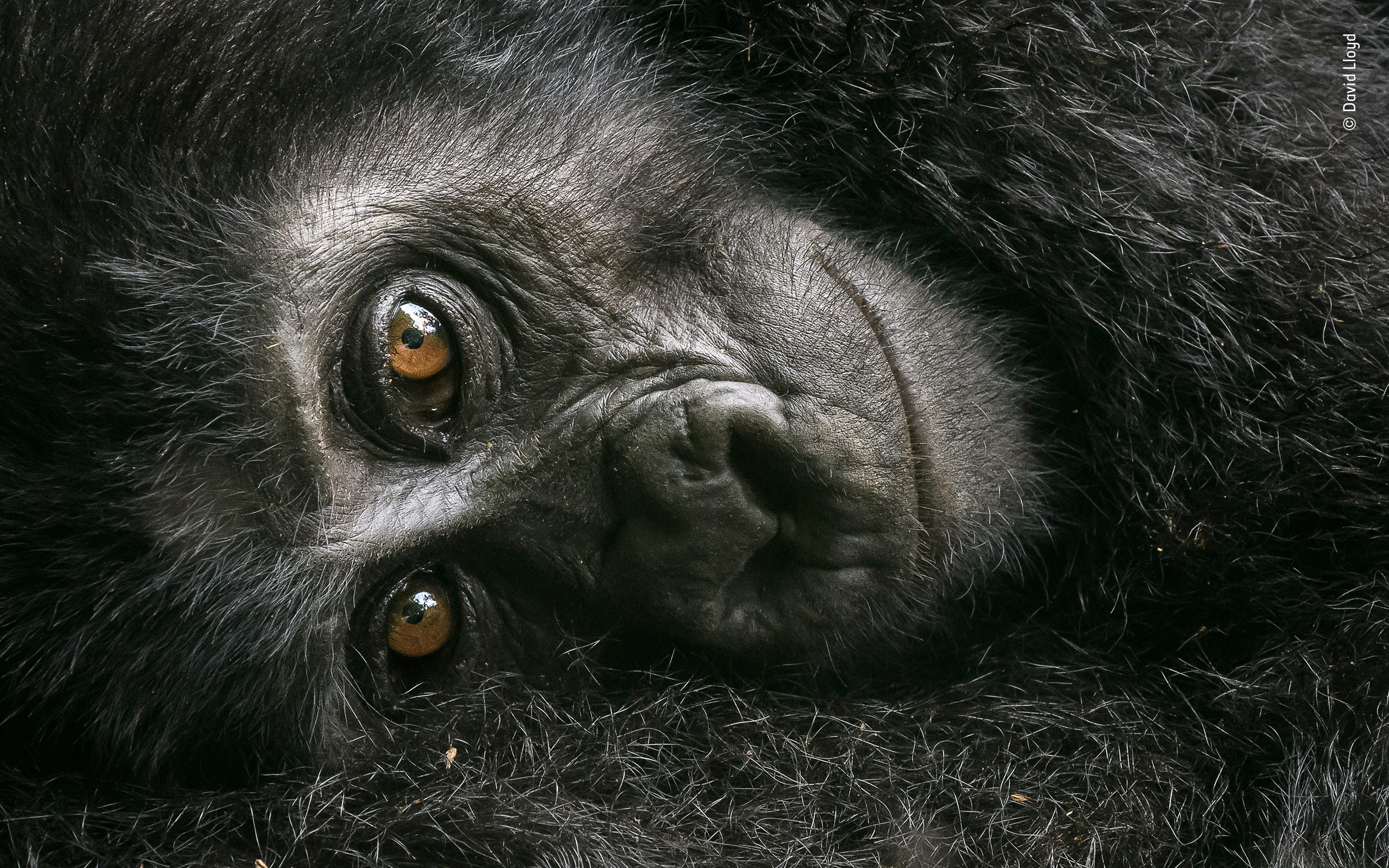 A gorilla gazes into the camera