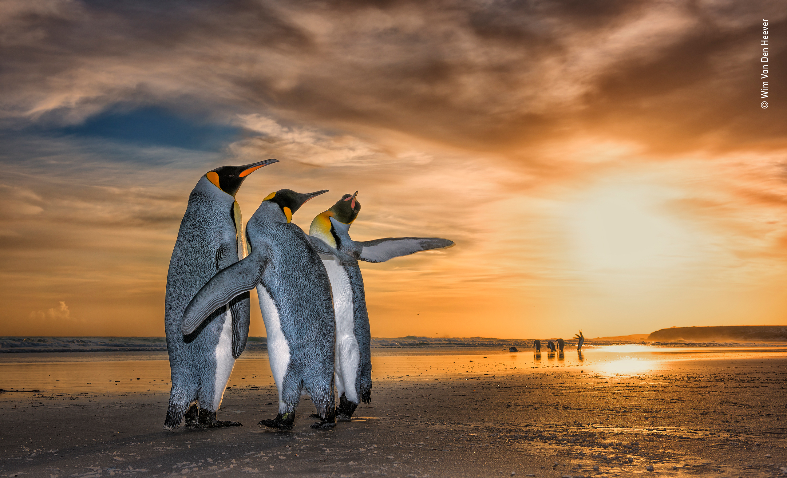 Three penguins stand against the sunset