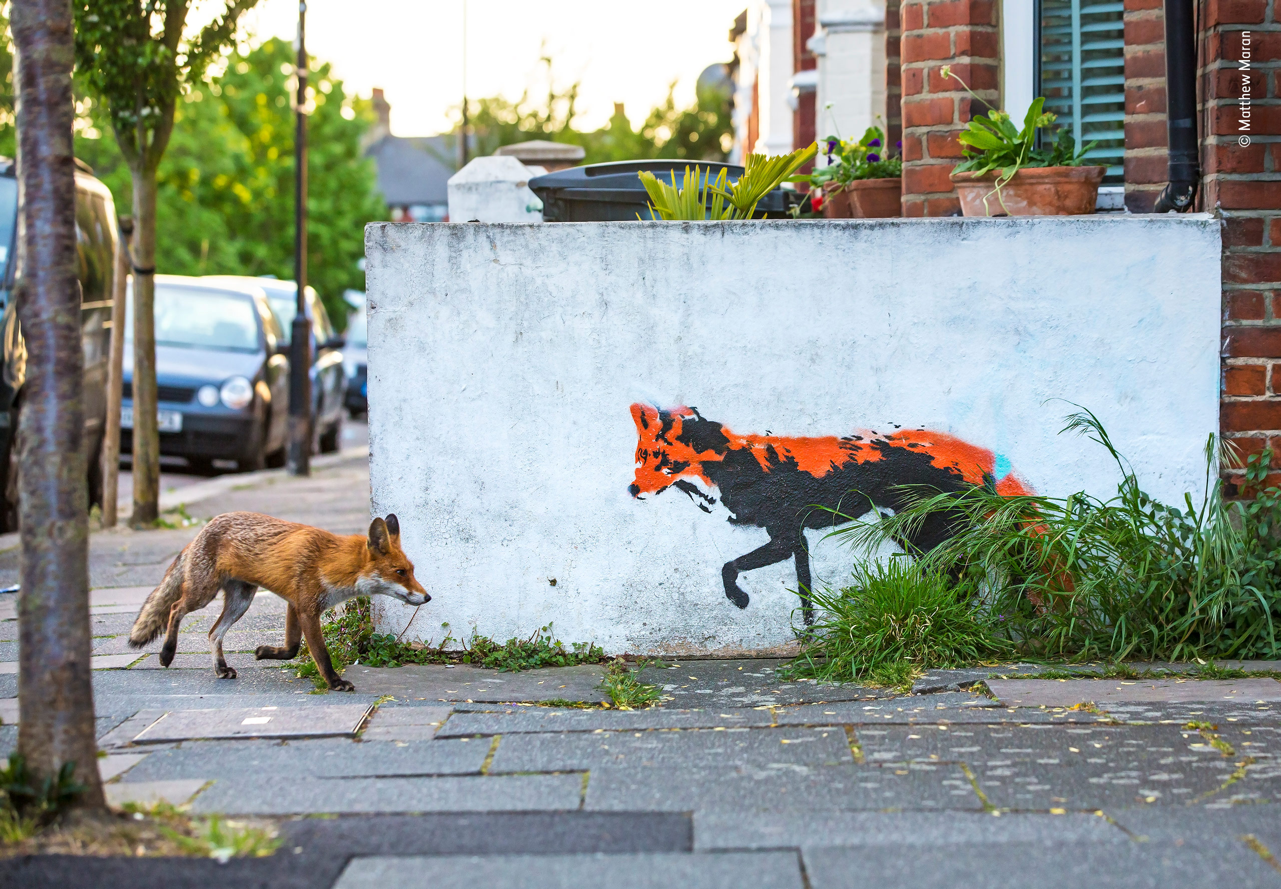 A fox walks past a mural of a fox