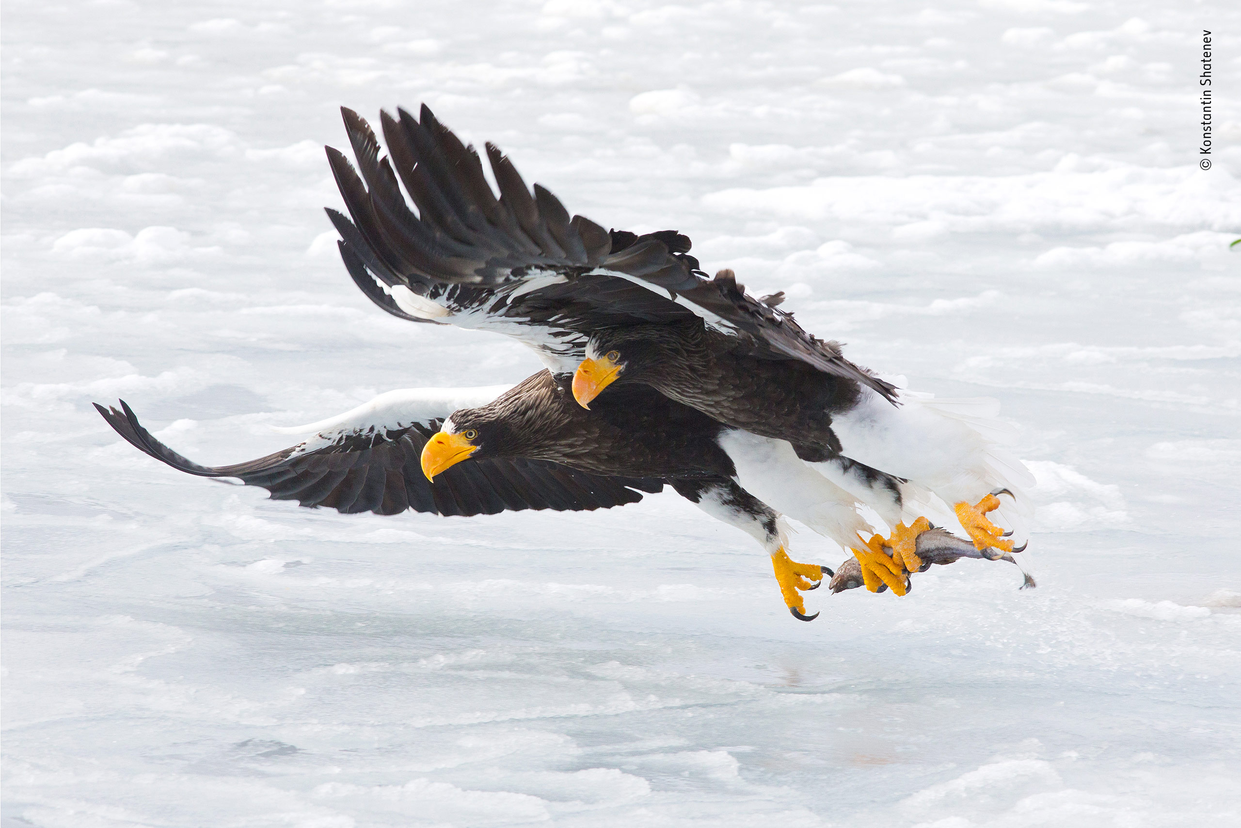 Two sea eagles carrying one fish