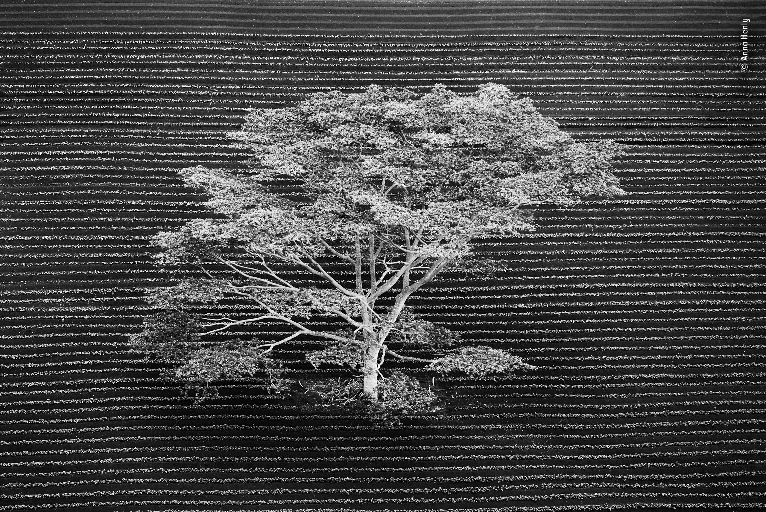 A black and white tree in the middle of ploughed farmland