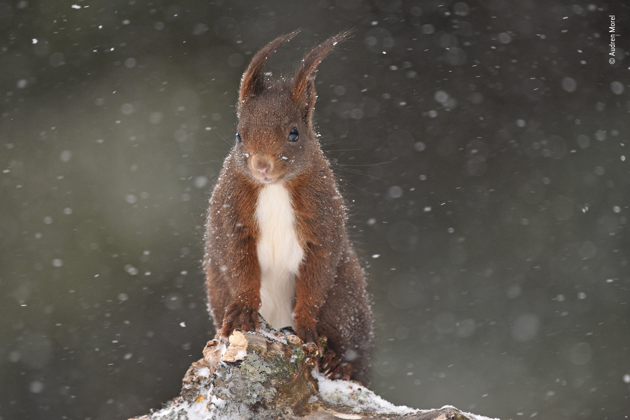 A red squirrel in a snowstorm
