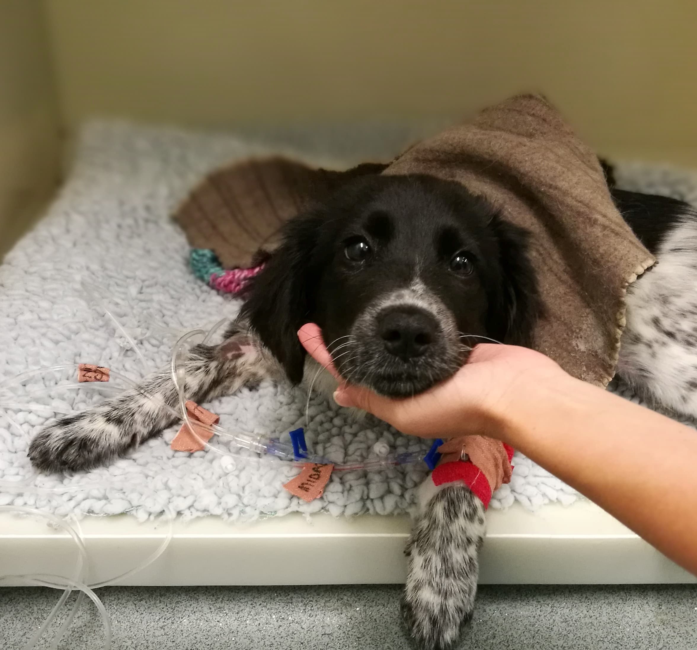 Monkey the crossbreed puppy recovers at the vets after swallowing her owner's medication (PDSA/PA).