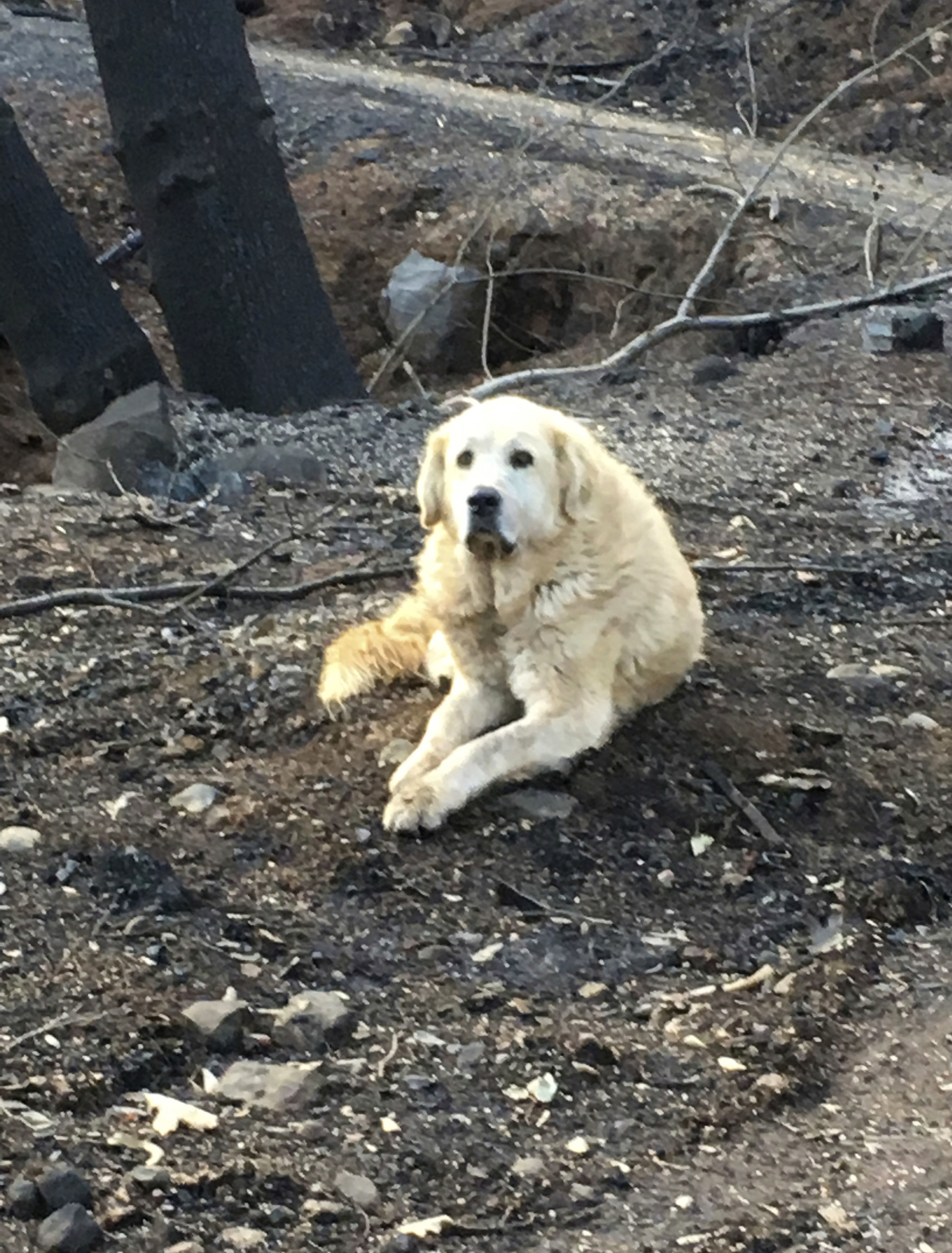 photo provided Shayla Sullivan shows "Madison," the Anatolian shepherd dog that apparently guarded his burned home for nearly a month until his owner returned in Paradise, Calif.