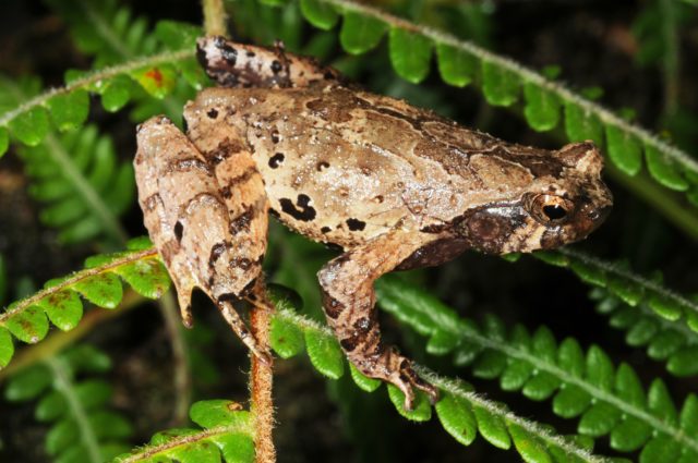 A tiny toad 'from Middle Earth' has been described by scientists in 2017 (Nikolay A Poyarkov/WWF/PA)