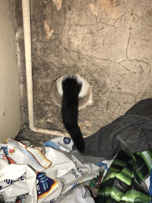 Only the cat's tail could be seen from the tumble dryer vent inside the house, with her face visible through the grate outside the house before she was rescued from the tumble dryer vent. (RSPCA/ PA)