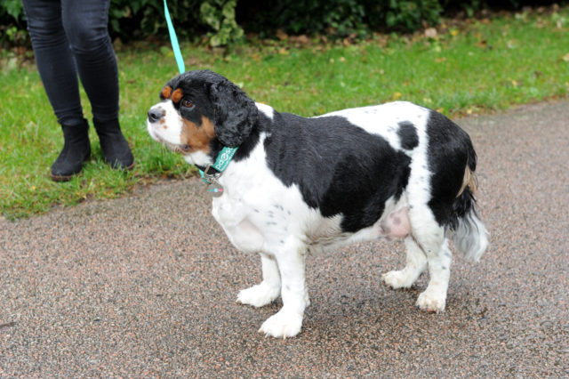 Borris the slimming dog