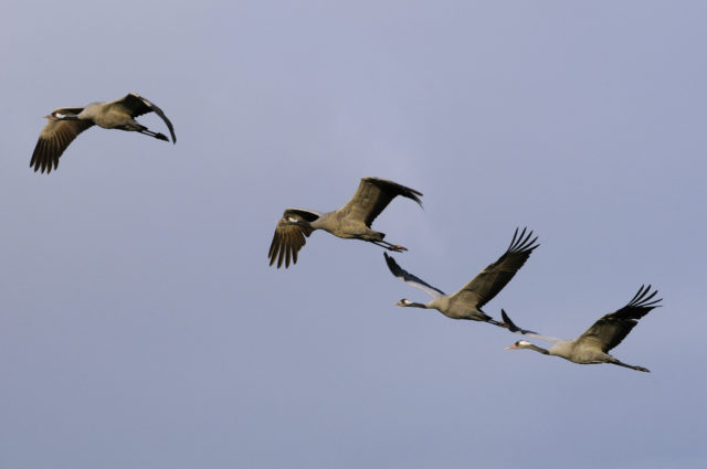Common cranes, seen here in flight, are now breeding in places across the country (Nick Upton/RSPB Images/PA)
