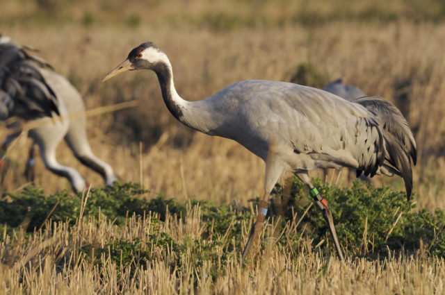 A record 54 pairs of common cranes produced 25 chicks this year (Nick Upton/RSPB Images/PA)