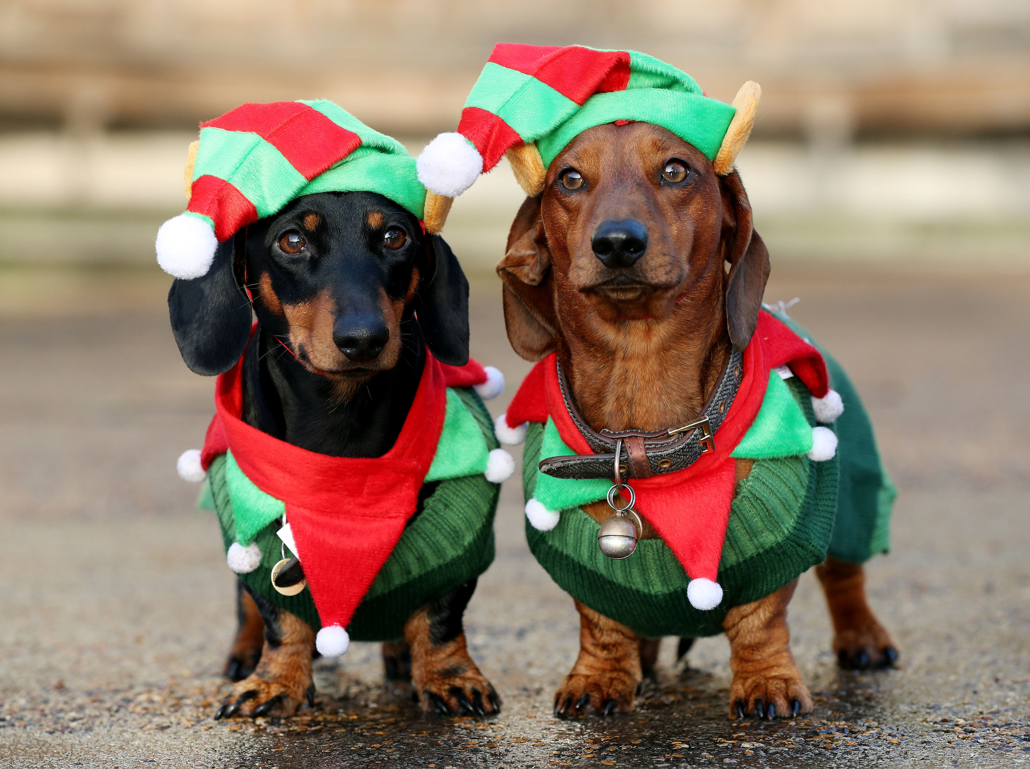 Dachshund through the snow: Seasonal sausage dogs in festive frolics ...