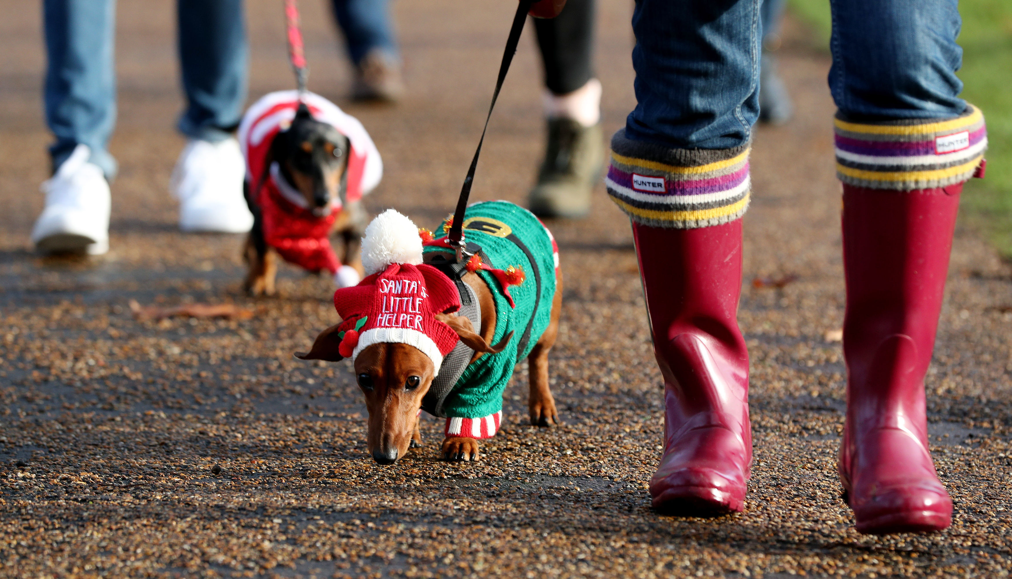Dachshund Maya takes part in a sausage dog festive walk in Hyde Park