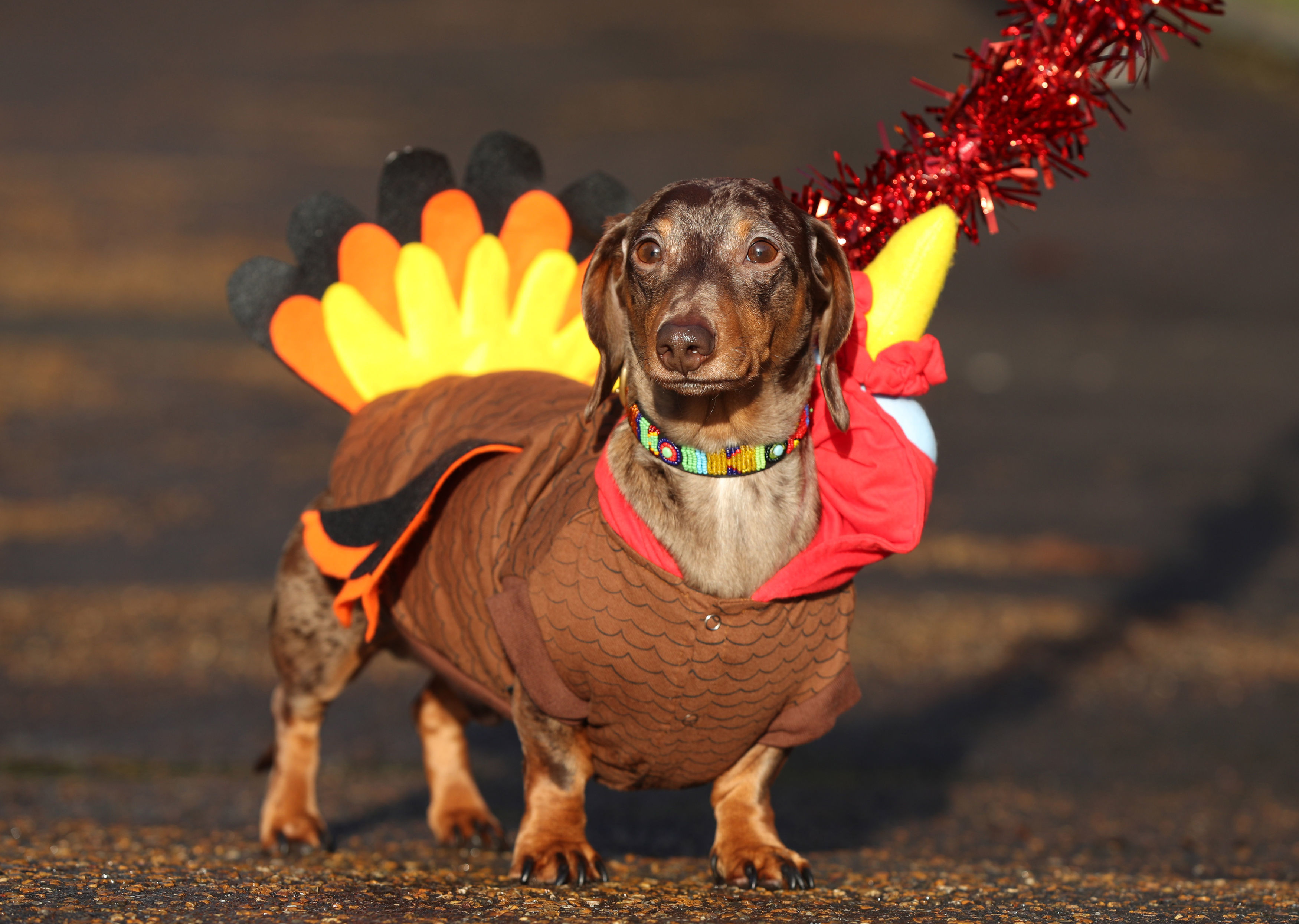Dachshund LD (Little Dog) takes part in a sausage dog festive walk in Hyde Park