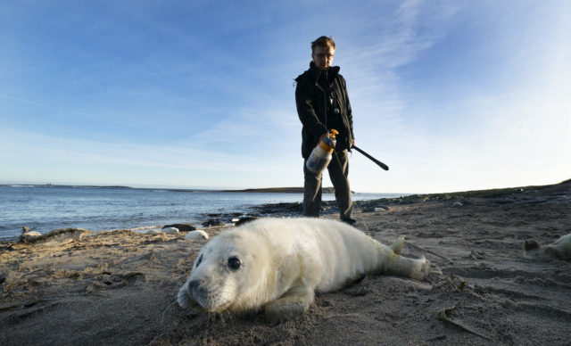 Rangers on the islands spray the pups to keep a count of them (Owen Humphreys/PA)