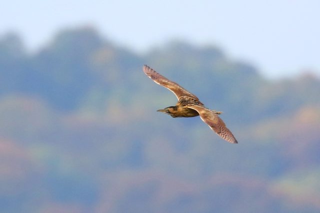 Bitterns were seen making regular feeding flights over the wetland (Martin Blackmore/PA) 