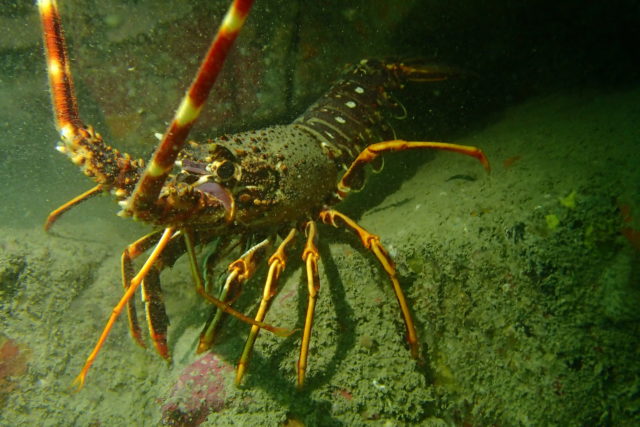 Spiny lobsters, or crawfish, are making a comeback from overfishing (Matt Slater/Cornwall Wildlife Trust/PA)
