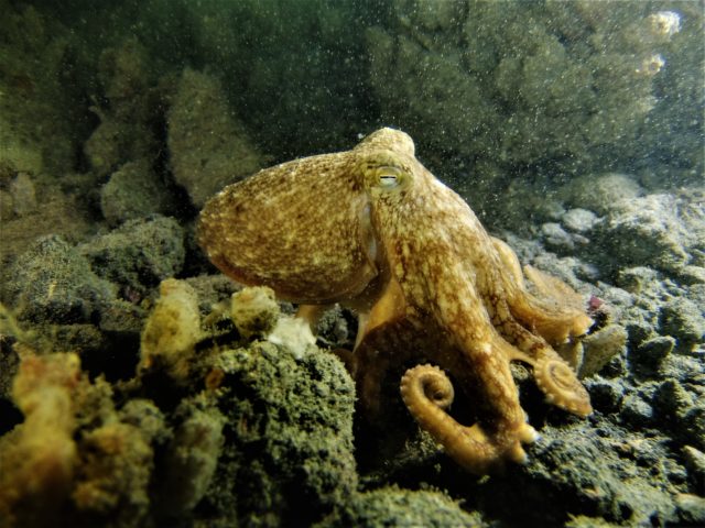 There were bumper sightings of curled octopus by divers (Mike Etheredge/PA)