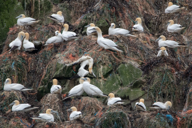 Almost 100% of gannet nests on Alderney have plastic pollution (Alderney Wildlife Trust/PA)