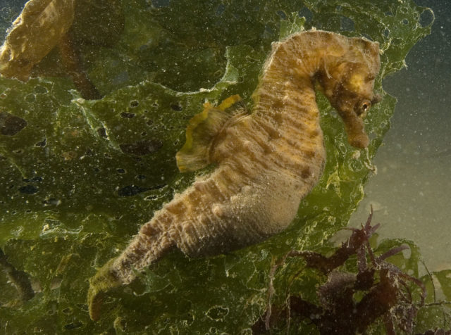 Short-snouted seahorses are being helped by a partnership between wildlife experts and fishermen (Paul Naylor/PA)