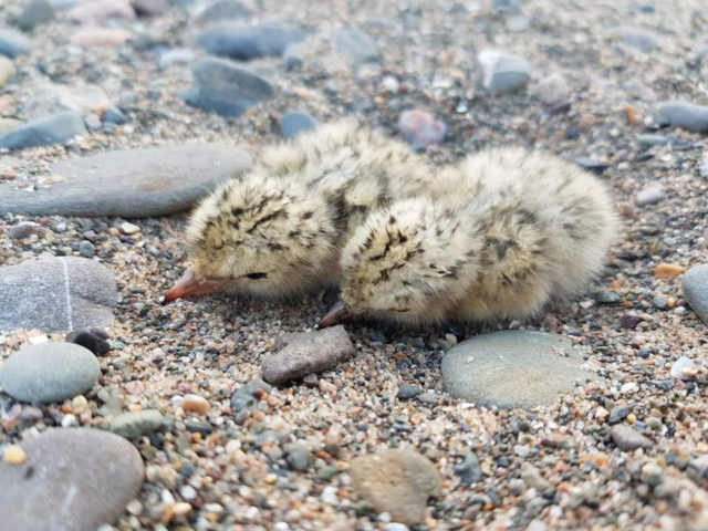 Little terns nested successfully at South Walney nature reserve for the first time in 33 years (Cumbria Wildlife Trust/PA)
