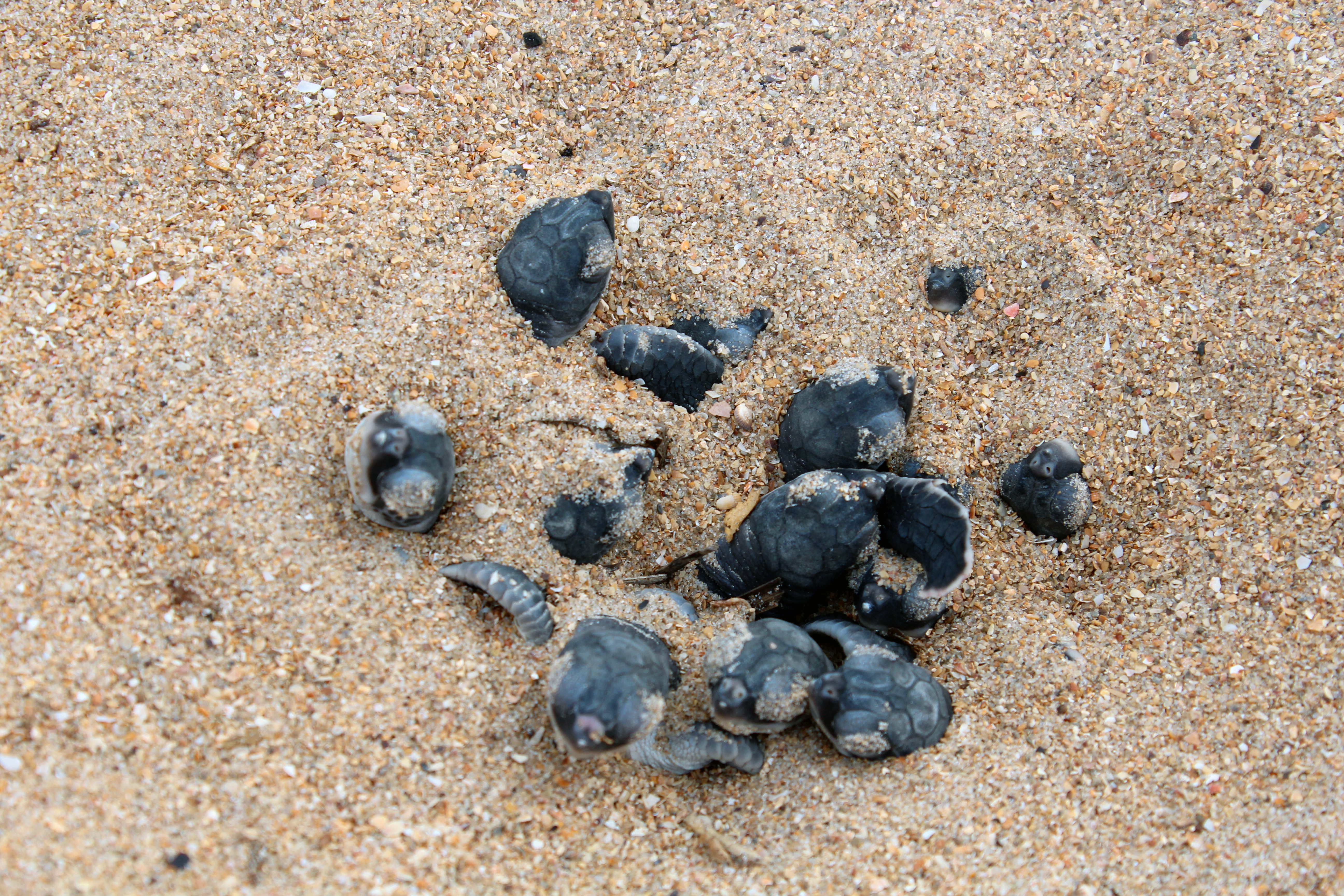 Hatchling green turtles emerging from nests