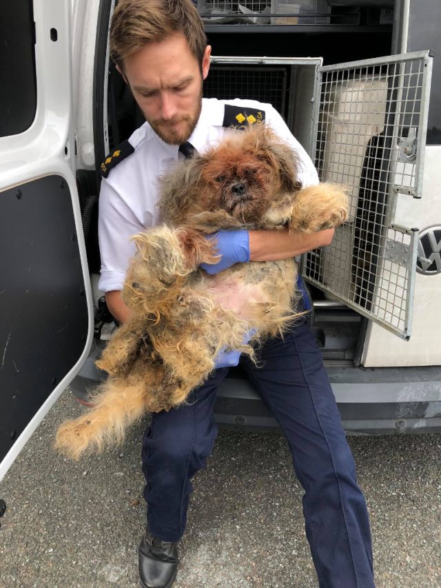 RSPCA inspector Anthony Joynes with shih tzu Molly (RSPCA/PA)