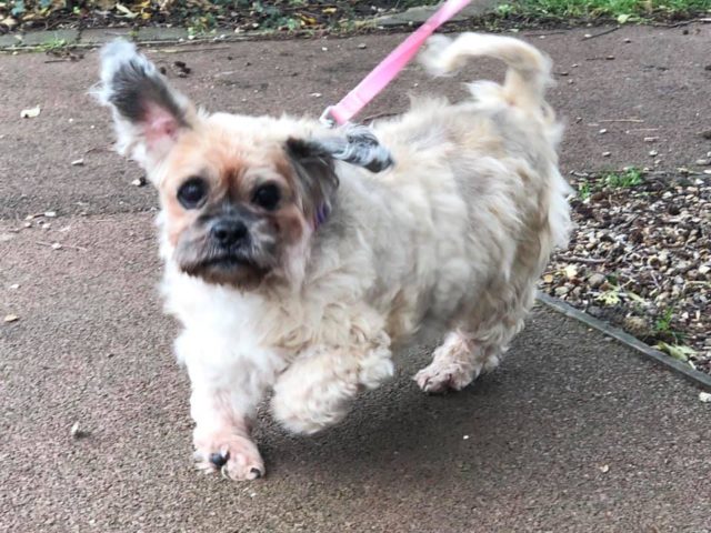 Shih tzu Molly now has a new home (RSPCA/PA)