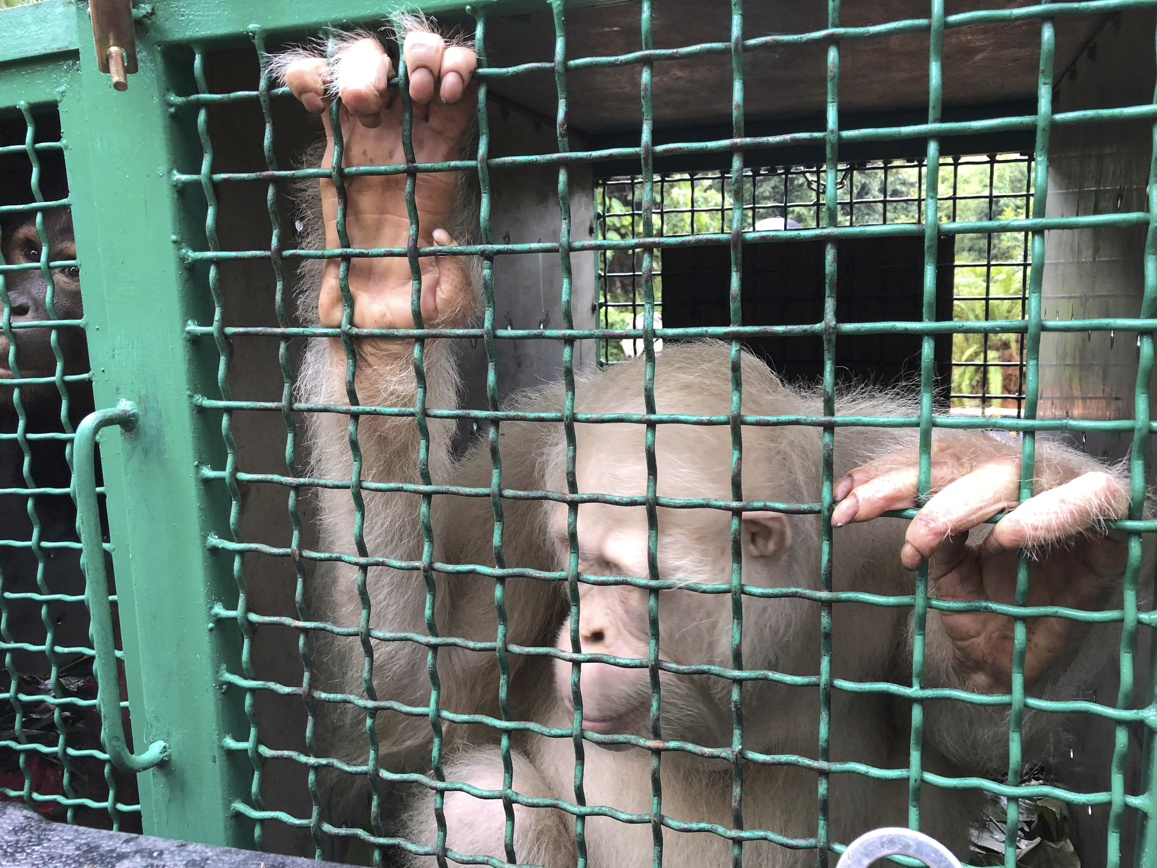 Alba, an albino orangutan, sits inside a cage before being released at Bukit Baka Bukit Raya National Park in Central Kalimantan, Indonesia