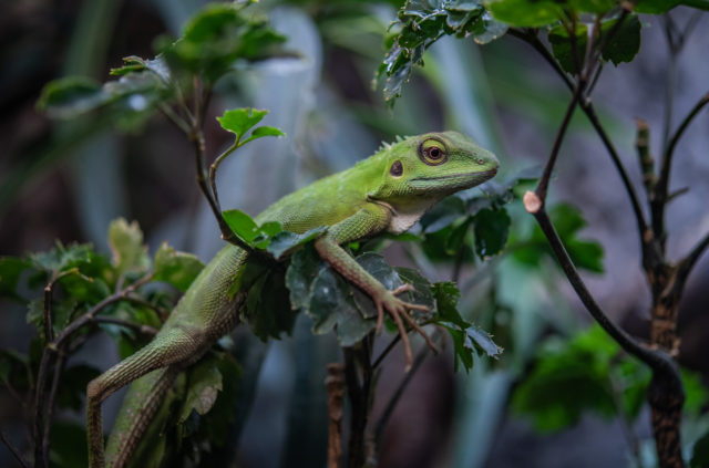 Green crested lizards were among the species rescued from the fire in the Monsoon Forest habitat building (Chester Zoo/PA)