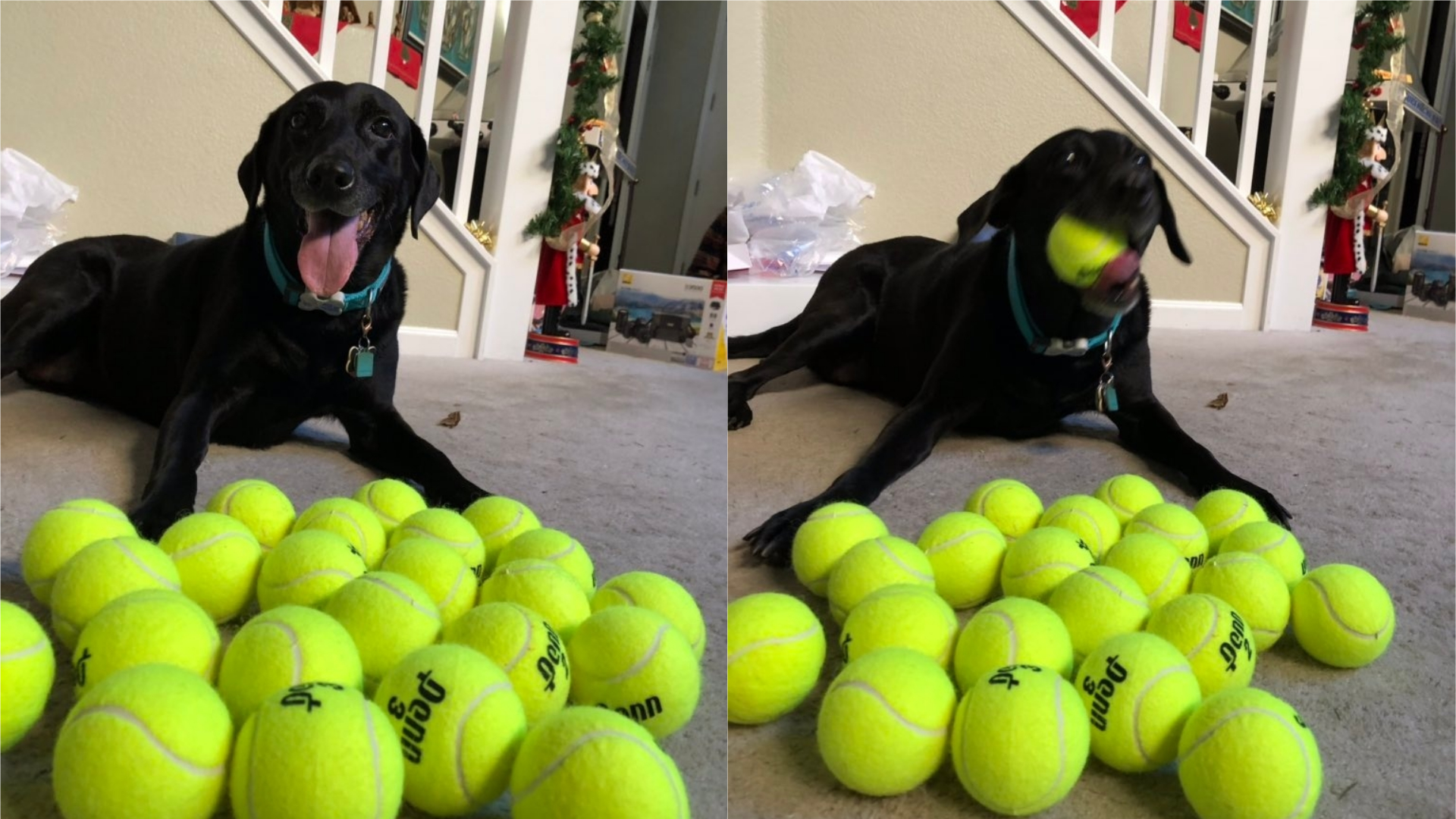 A dog watches over her Christmas presents