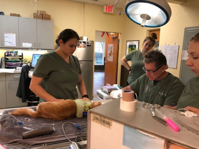 Sniffles undergoing surgery (Poodle and Pooch Rescue of Florida)