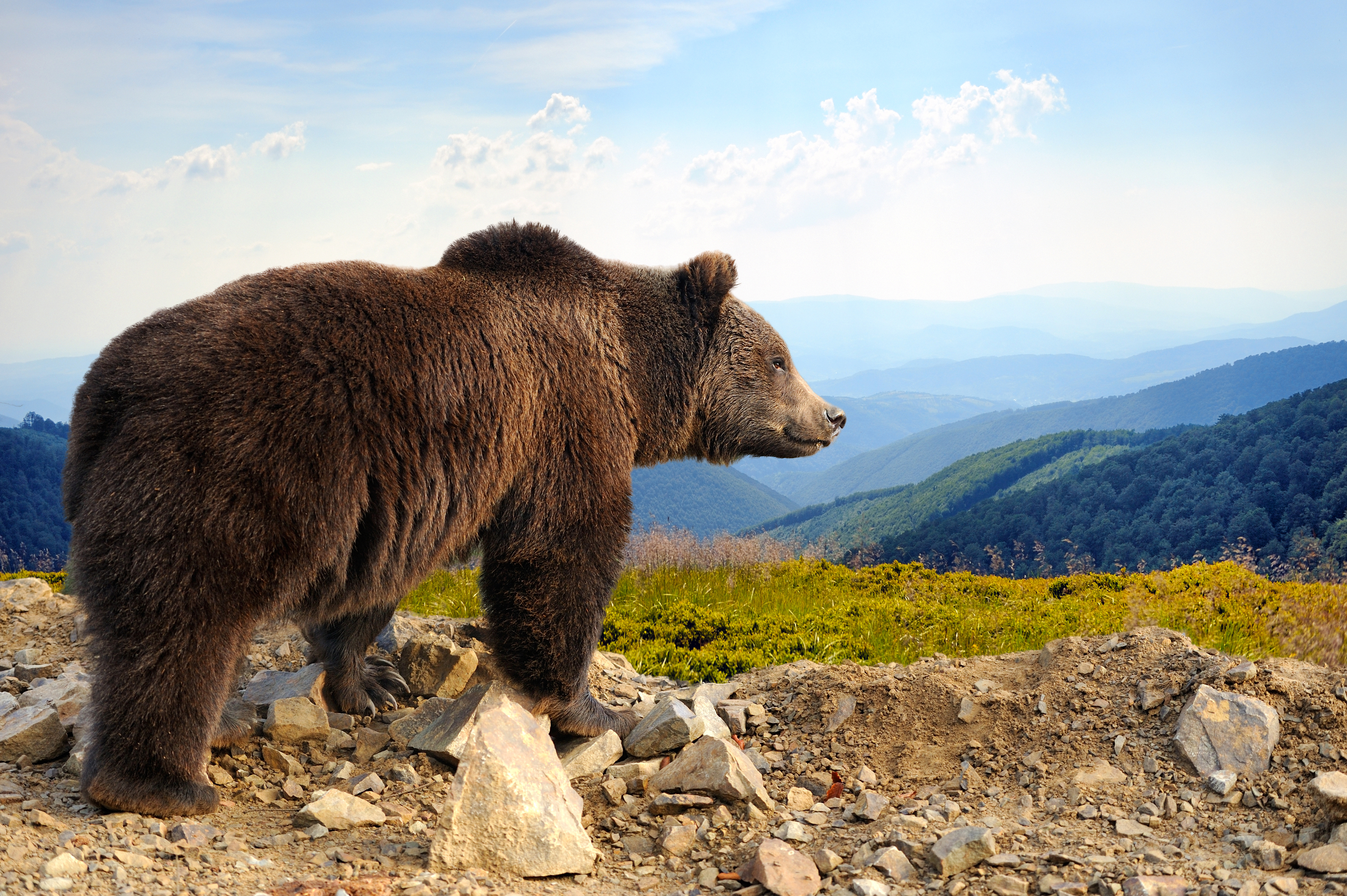 A brown bear on a hillside
