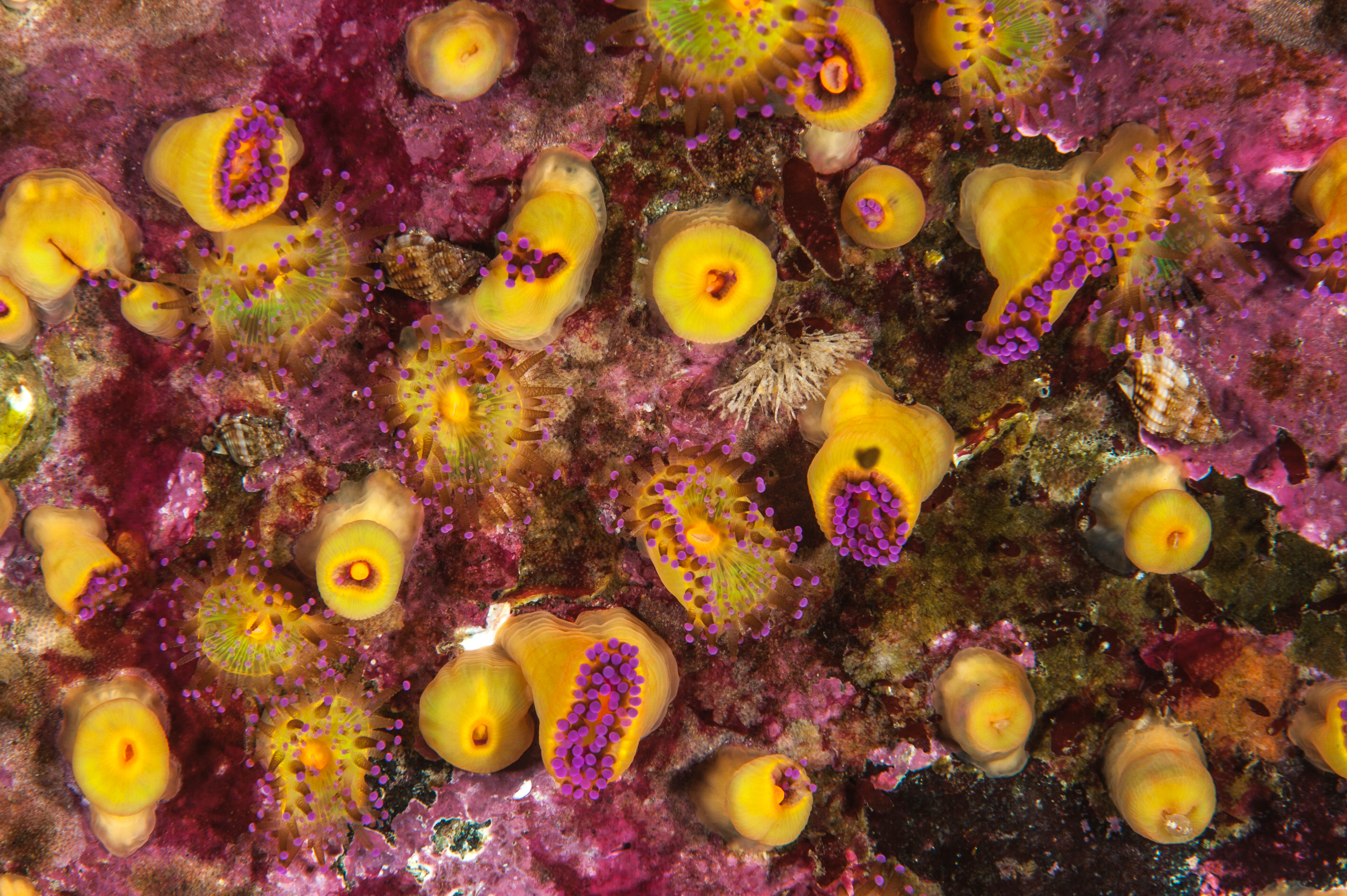 Jewel anemones